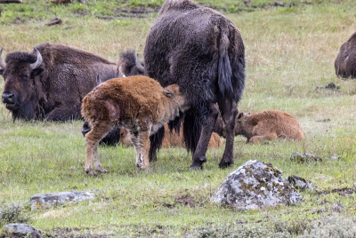 Buffalo Baby Yellowstone NP 2025